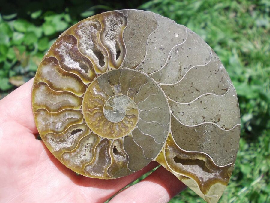 Ammonite Cléonicéras, Albien, Madagascar #2 - 126 g