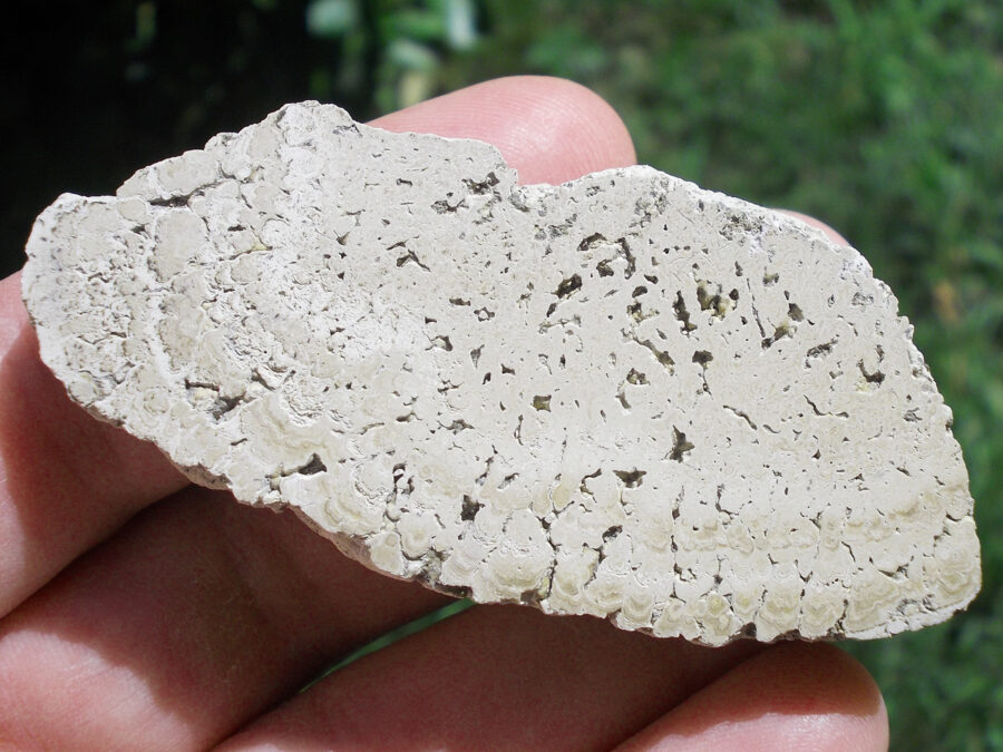 Stromatolite, 25 millions d'années, France, Clermont-Ferrand #6 - 40 g