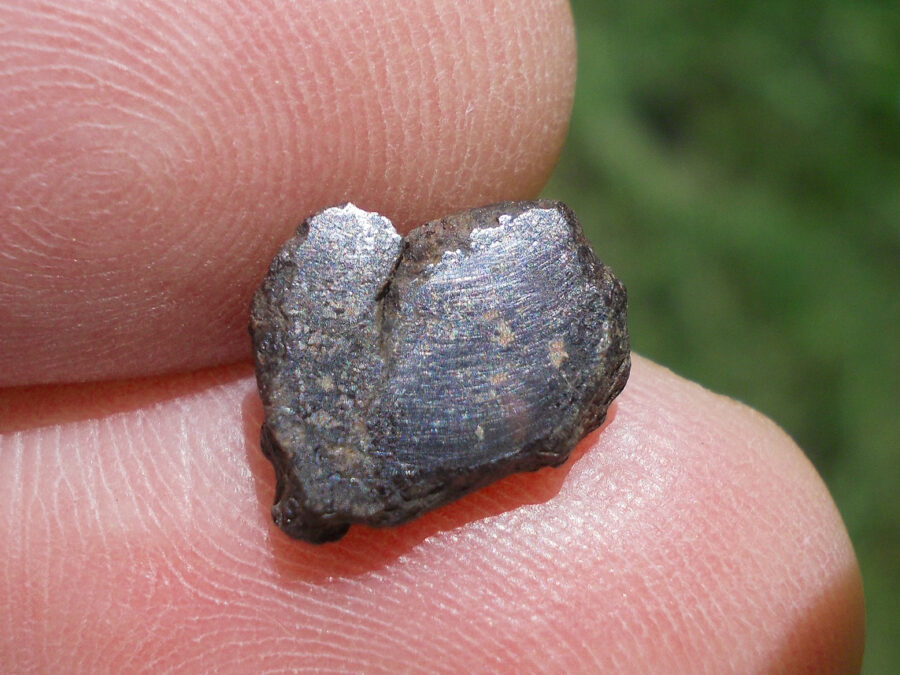 Vaca Muerta Mésosidérite #32 - 1,3 g