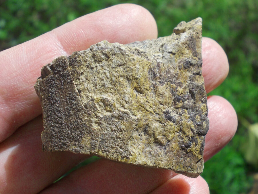 Os de dinosaure #10 Tunisie - 41 g