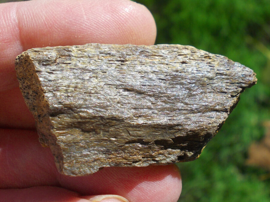 Os de dinosaure #12 Tunisie - 42 g