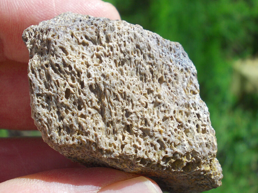 Os de dinosaure #11 Tunisie - 44 g