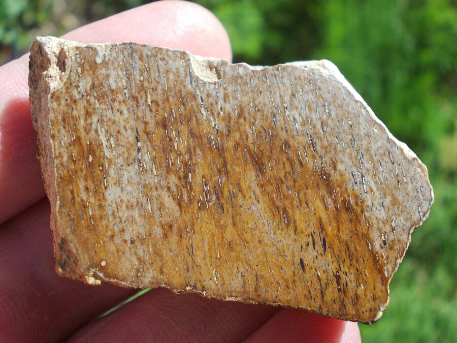 Os de dinosaure #8 Tunisie - 47 g