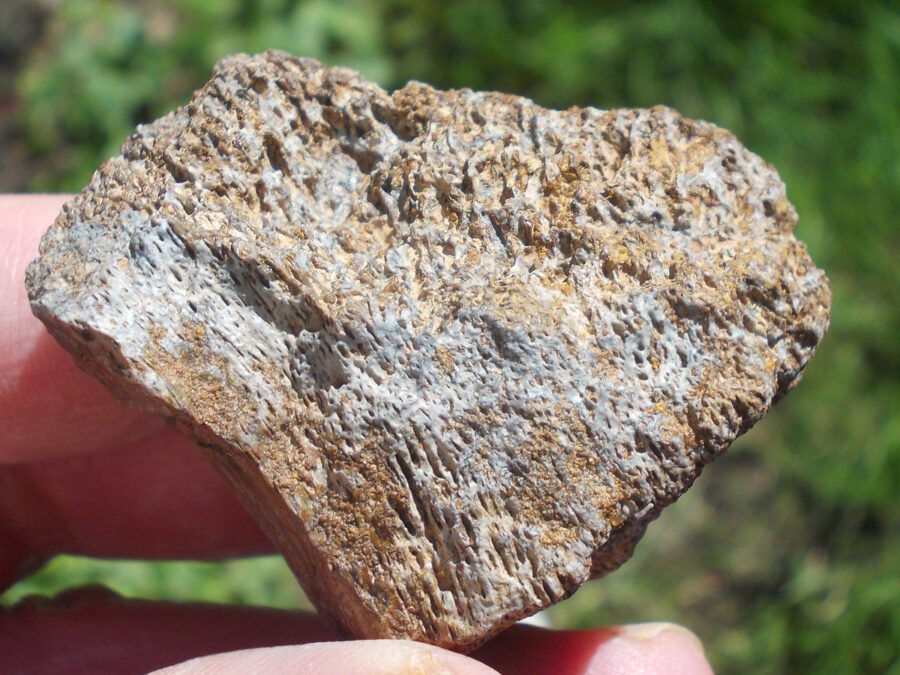 Os de dinosaure #9 Tunisie - 50 g