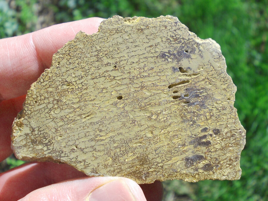 Os de dinosaure #7 Tunisie - 100 g