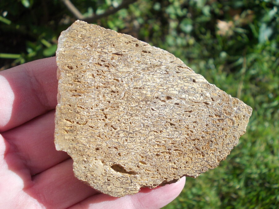 Os de dinosaure #14 Tunisie - 88 g