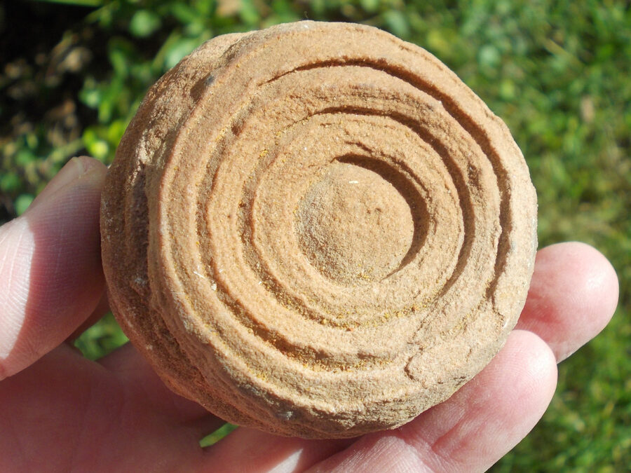 Stromatolite, 295 millions d'années, Maroc #10 - 316 g