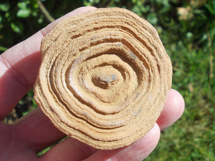 Stromatolite, 295 millions d'années, Maroc #11 - 134 g