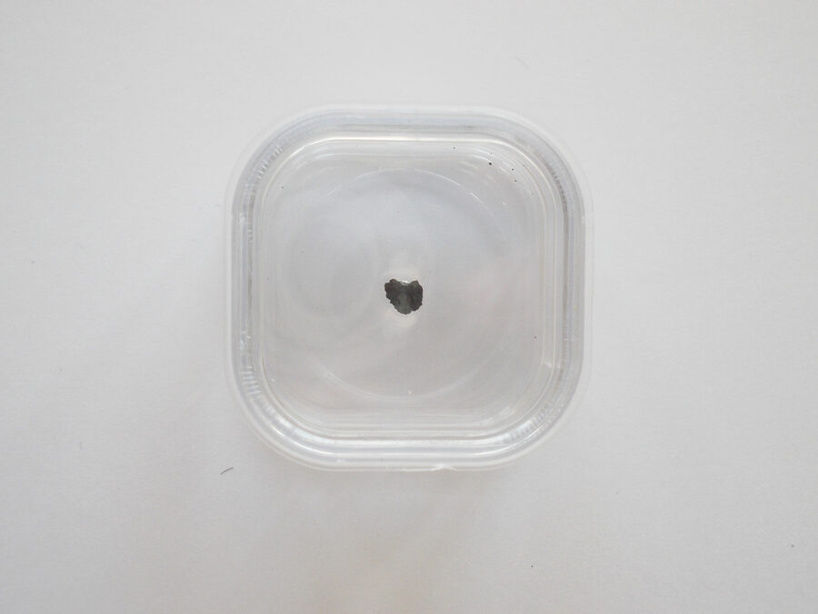 Oued Chebeika 002 CI1 #33 - 0,02 g